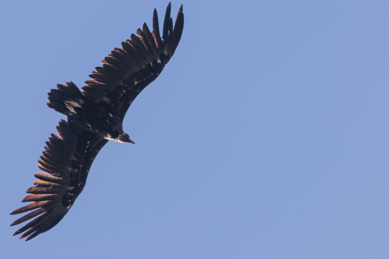 Vautour moine